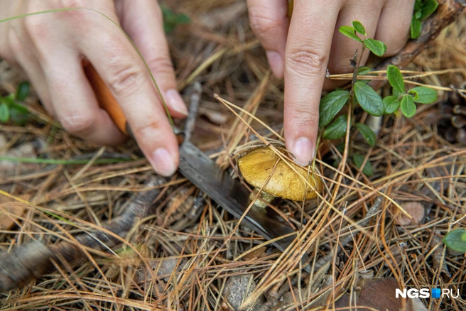 Уже пора? | Источник: Александр Ощепков / NGS.RU