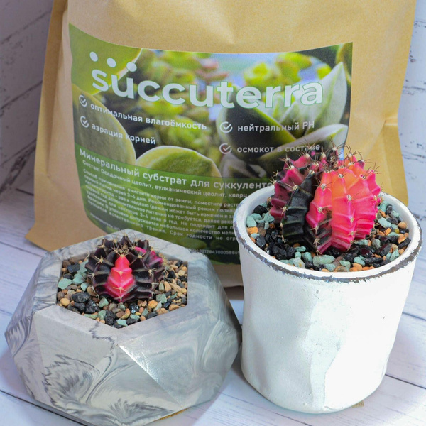 Субстрат для суккулентов и кактусов, 1 л, Succuterra