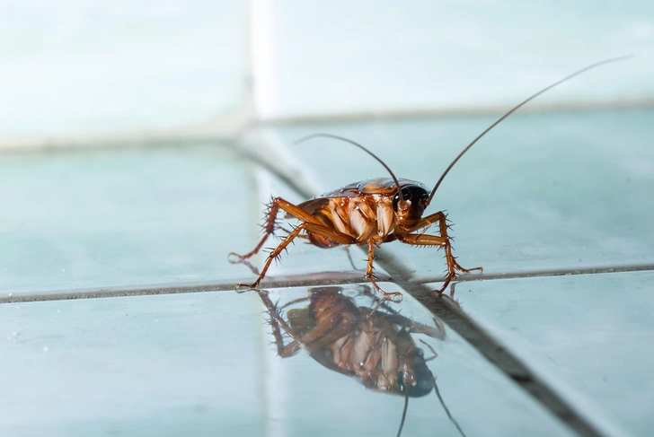 Источник: Vitali Chesnokov/Shutterstock/Fotodom.ru