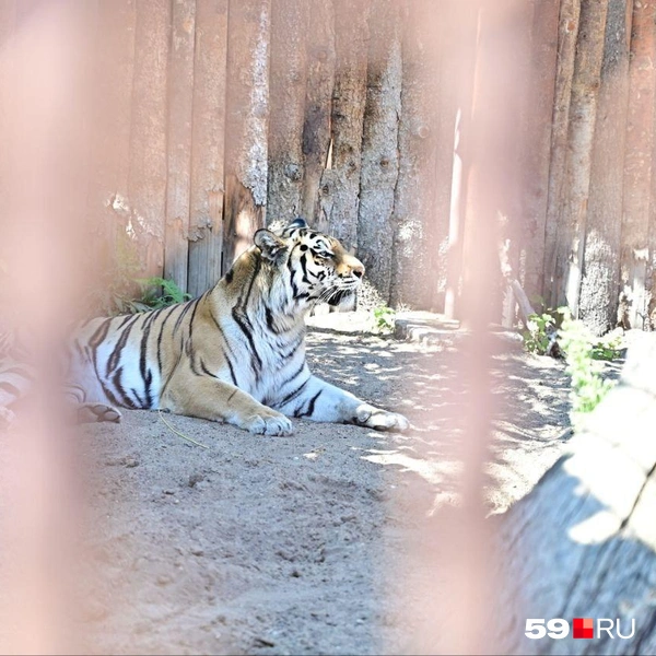 Источник: Василина Любимова / 59.RU 