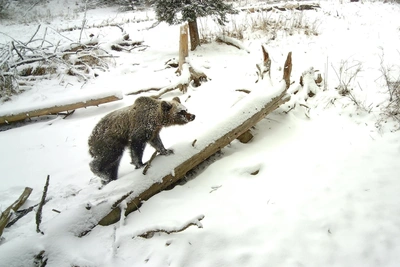 На Алтае массово пробудились медведи