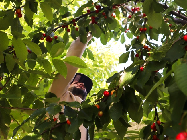 В пути чего только не встретишь. Плантации черешни, например | Источник: Ангелина Жернакова