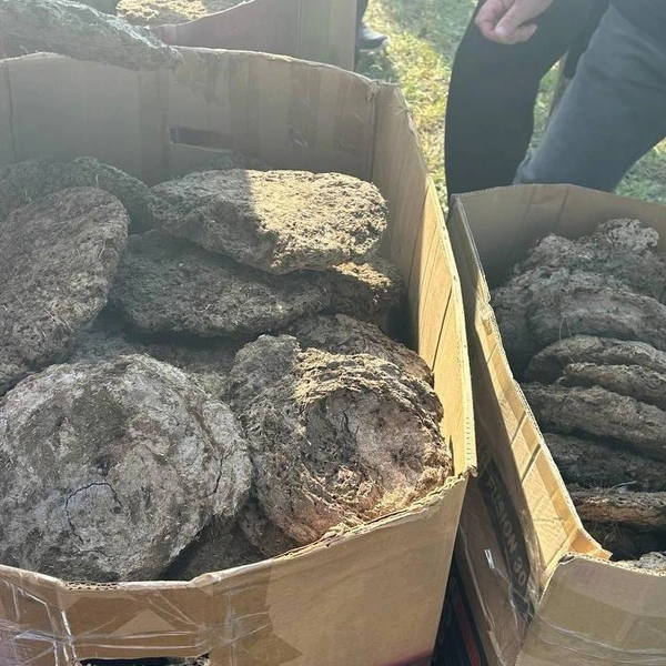Вот так в реальности выглядят те самые коровьи лепешки, которые бросают участники «Веселого коровяка» | Источник: Александра Куляпина / 59.RU