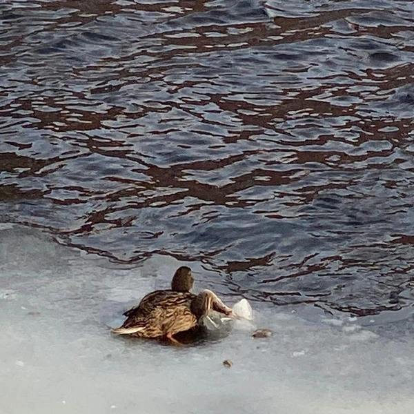 Источник: Кошкиспас / Телеграм