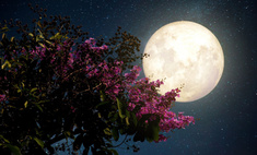 Тест: Влияют ли на твою жизнь фазы луны?