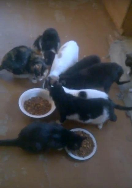 Одинокая пенсионерка завела 40 кошек в
однокомнатной квартире на Шахтеров (видео) | ngs24.ru