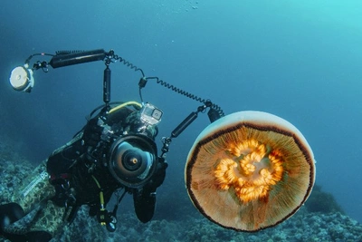 Лимаренко: «Включите фантазию» для круизов