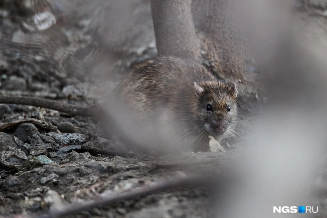 В доме могут поселиться и крысы, так что важно хорошо защитить строение | Источник: Александр Ощепков / NGS.RU
