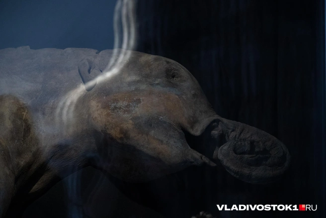 Источник: Елена Буйвол / VLADIVOSTOK1.RU