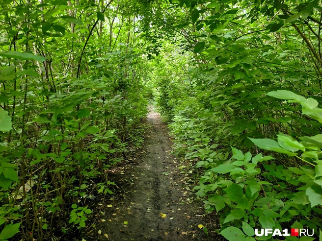 Пошли бы тут погулять? | Источник: Булат Салихов / UFA1.RU