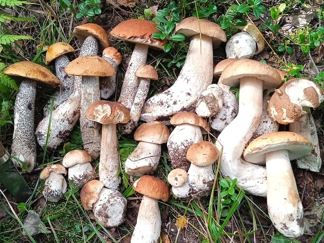 Фото урожая от еще одного счастливого грибника  | Источник: Грибы Ярославской области / Vk.com