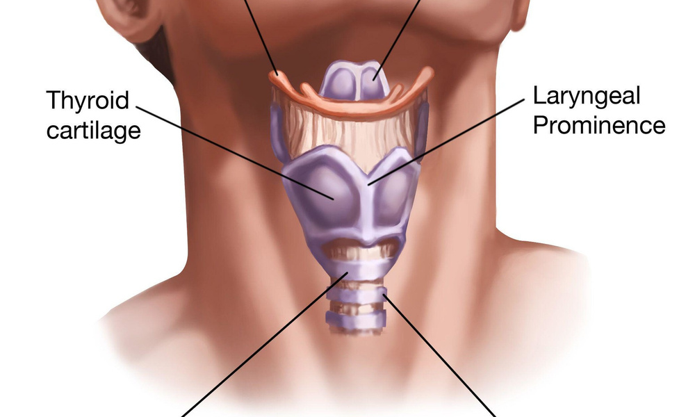 Щитовидный хрящ гортани фото