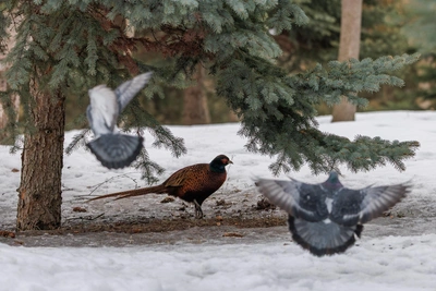 «Вот так и шагает красавец»: фазаны на Мамаевом кургане