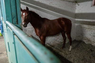 Полиция прибыла на ипподром после сноса