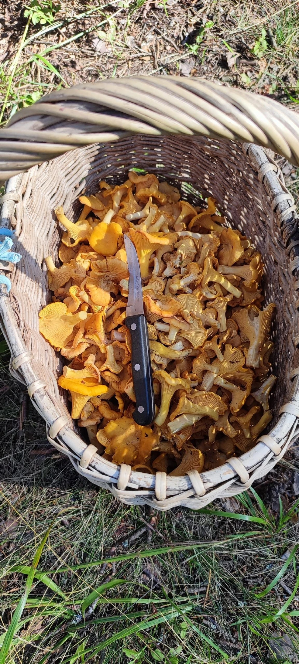 Только посмотрите, какой улов | Источник: Den Frolov, Грибы Ярославской области 2025 / Vk.com