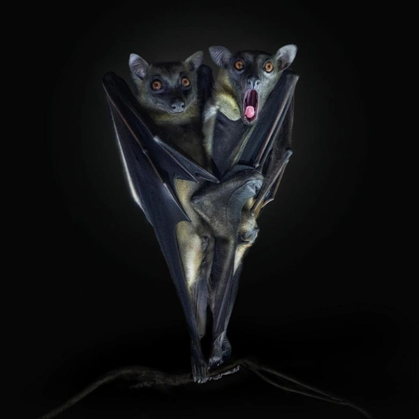 Источник: Pedro Jarque Krebs / Sony World Photography Awards 2024