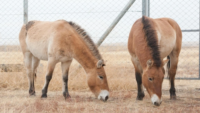 Первую партию лошадей Пржевальского завезли в Оренбуржье 10 лет назад | Источник: orenzap.ru