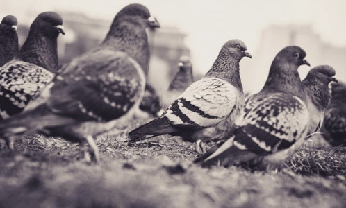 В России заболели сотрудники птицефабрики птичьим гриппом, до сих пор не передававшимся от человека к человеку