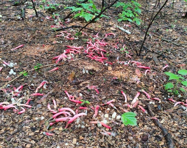 Редкий гриб заметили в экопарке Затюменском | Источник: читательница 72.RU