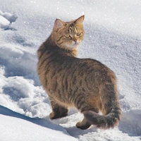 Встречаем утро года: когда в разные регионы России придет весна — прогнозы синоптиков