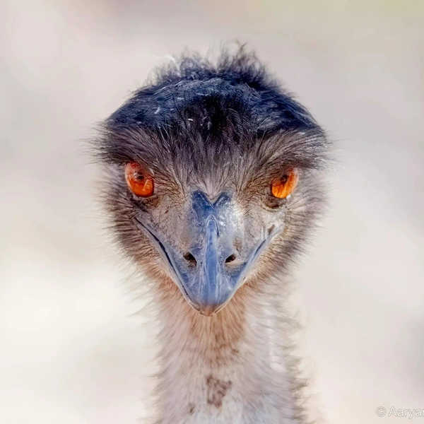 Финалист в номинации «Молодой фотограф» | Источник: Aaryan Dhakal / Australian Geographic Nature Photographer 2025