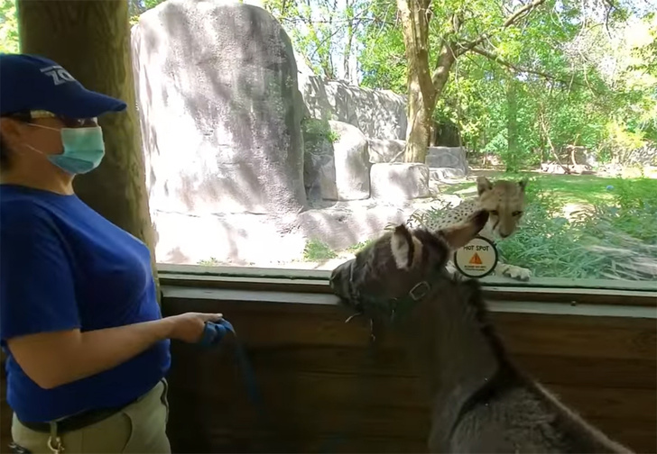 В британском зоопарке терапевтический ослик пришел поддержать гепардов, сидящих на карантине (видео)
