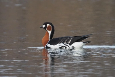 Редкая краснозобая казарка замечена в орнитопарке Сочи