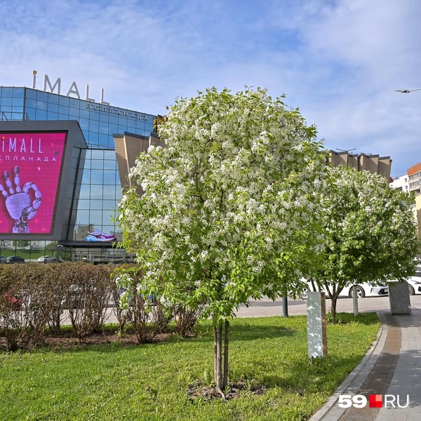 На пути к iMALL можно постоять в тенечке | Источник: Василина Любимова / 59.RU