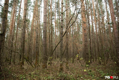 В Ярославской области с 15 апреля стартует пожароопасный сезон