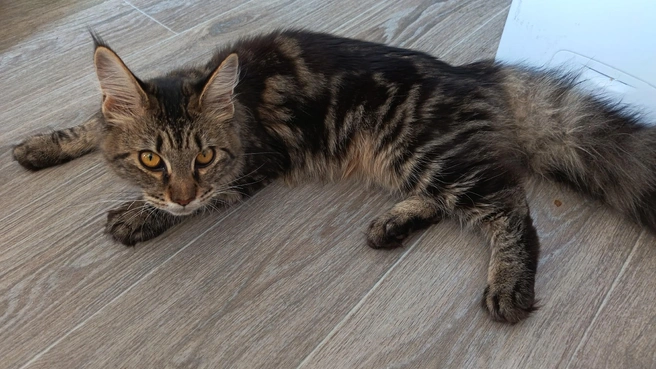 Источник: Котокафе «Ёшкин кот»