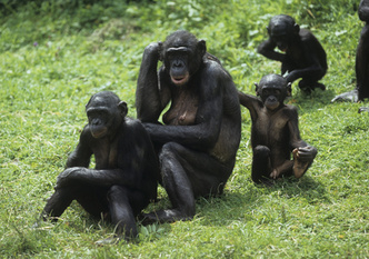 гармоничная жизнь от бонобо