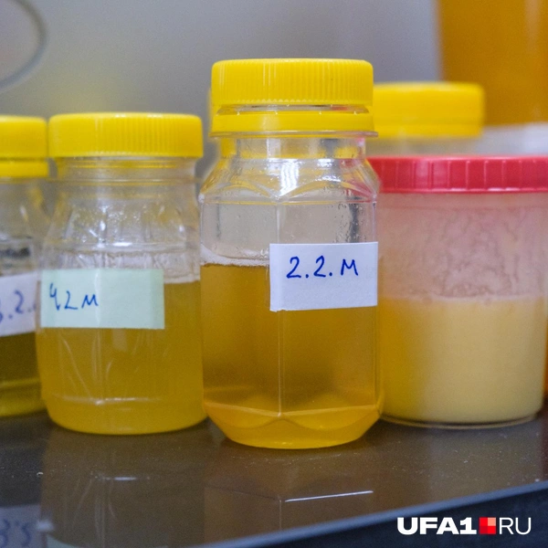 Образцы меда на проверку | Источник: Булат Салихов / UFA1.RU