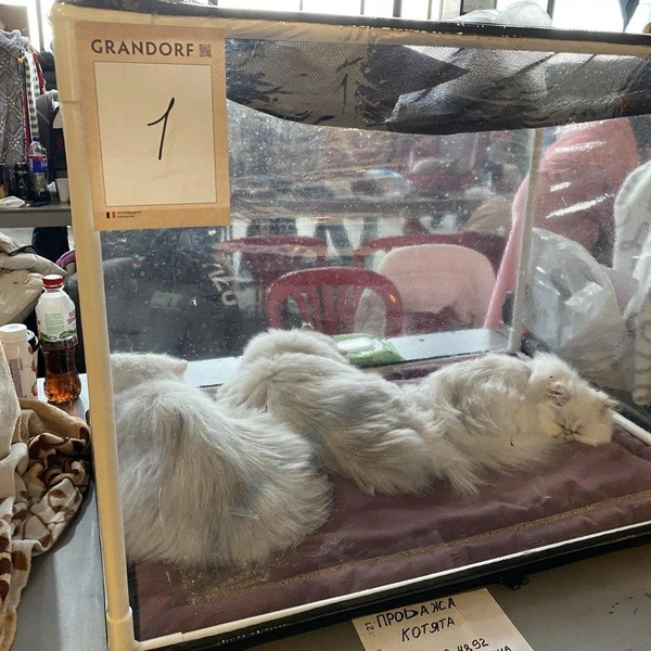 Источник: Ирина Господаренко / NGS22.RU