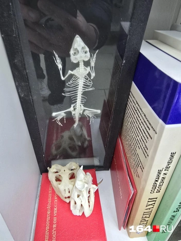 Останки ящериц для демонстрации болезней зубов | Источник: Семен Коротов-Майбах / 164.RU