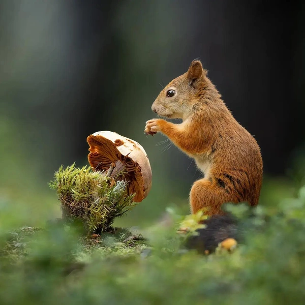«И это все мне?!» | Источник:  Robert Bogacz / The Nature Photography Contest 2023