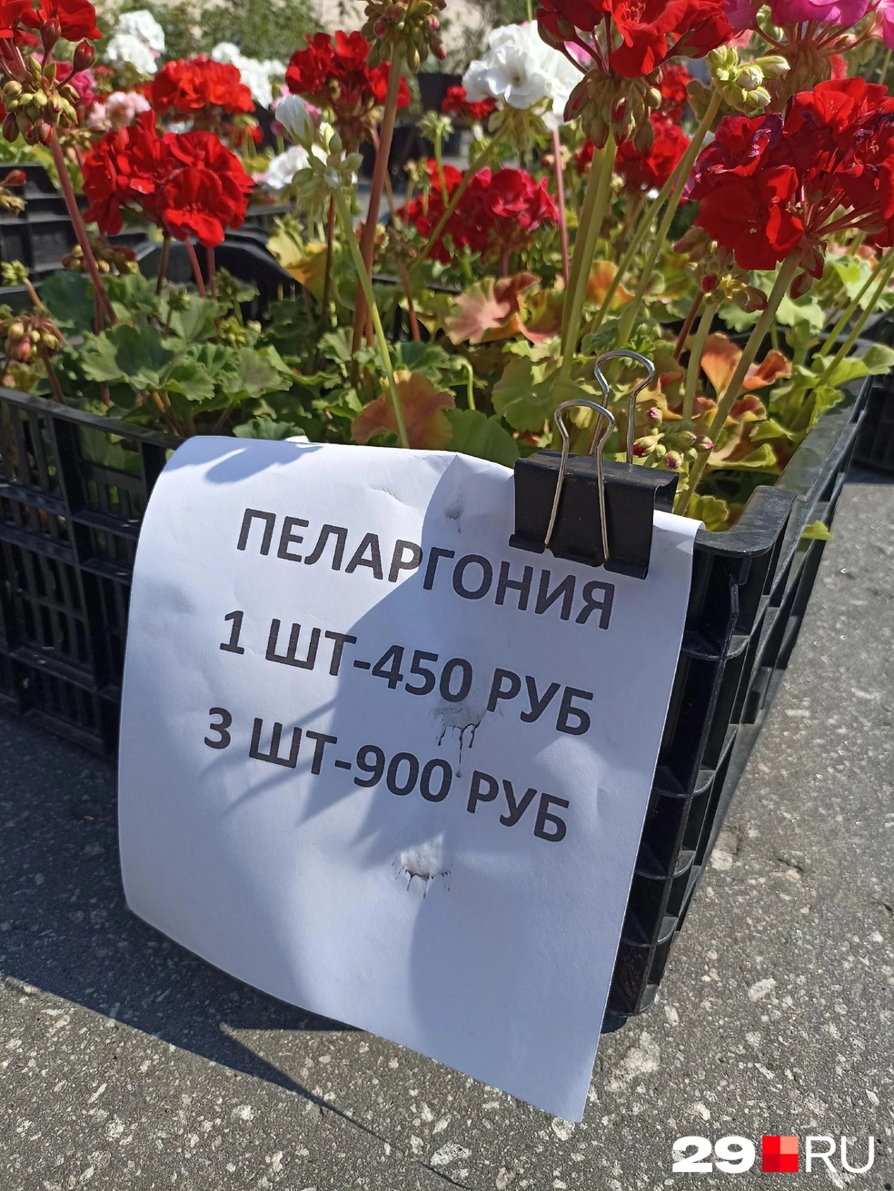 Источник: Иван Митюшёв / 29.RU