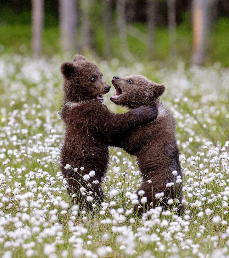 Косолапая жизнь: как фотографам удается снимать бурых медведей в естественной среде обитания