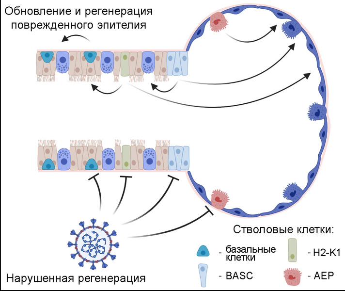 Стволовые клетки могут быть чувствительны к SARS-CoV-2