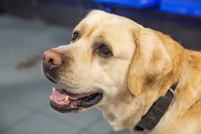 Кинолог: как помочь собаке не бояться фейерверков и грома