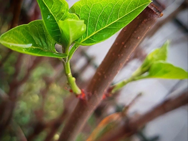 «У нас скоро сирень зацветёт», — отметила жительница Нижнего Новгорода Маргарита. | Источник: читатель NN.RU