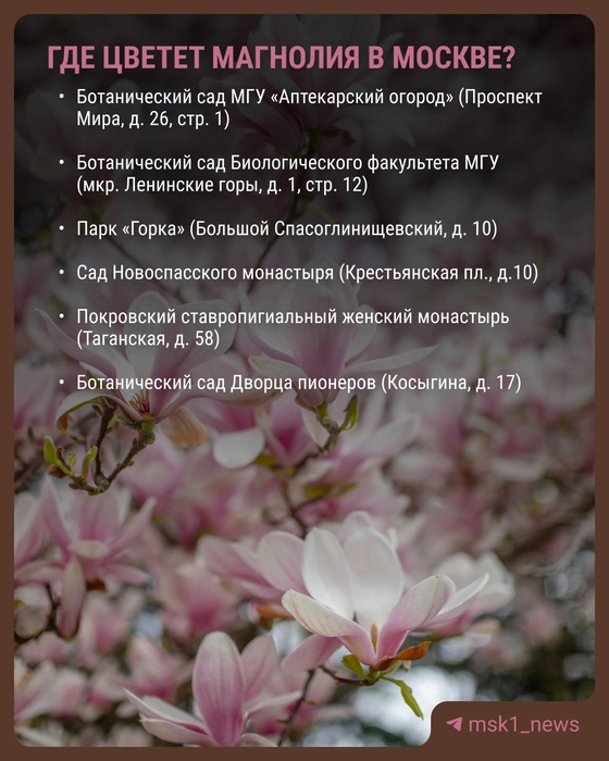 Где в Москве цветет магнолия | Источник: Виктория Никитина / MSK1.RU