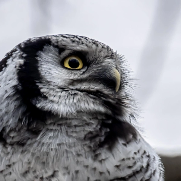 Источник: Антон Кубышкин / Птицы СПб и России 