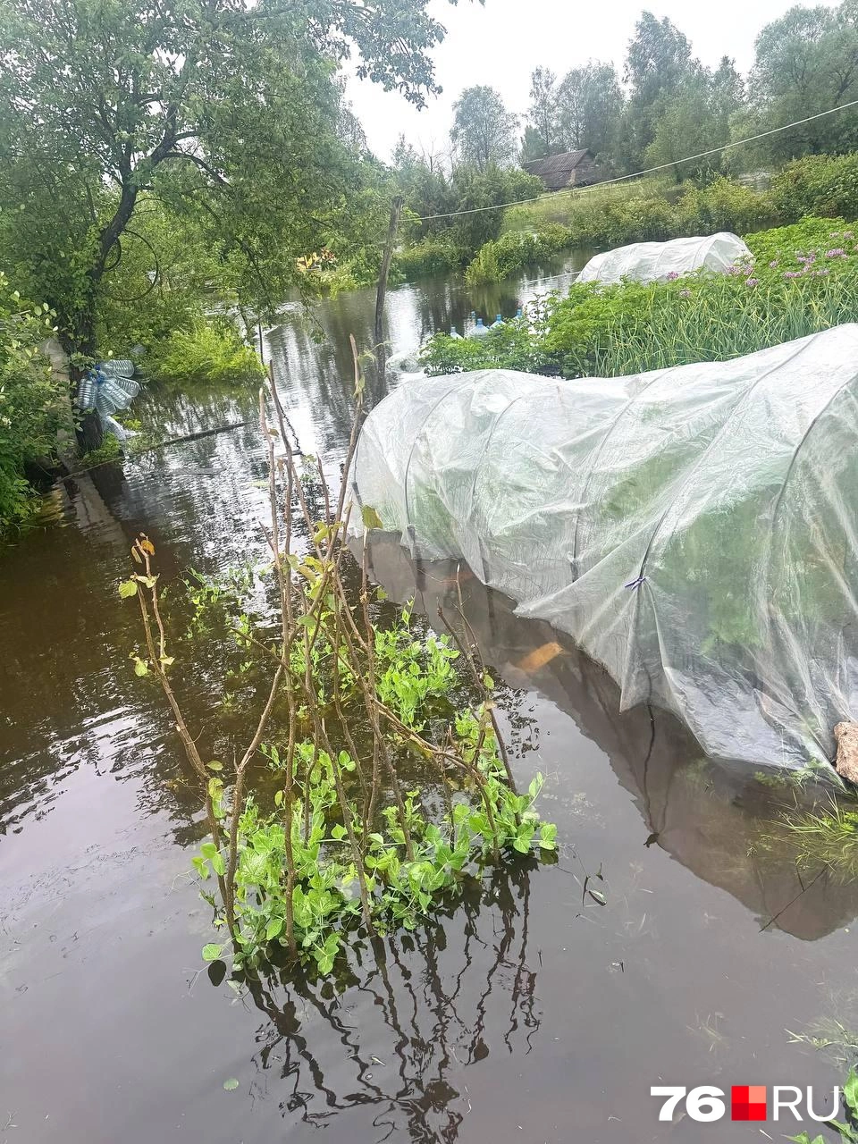 Урожай оказался под водой | Источник: читатель 76.RU