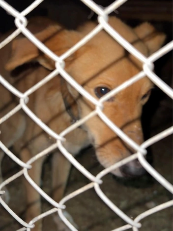 В приюте «Антидогхантер» | Источник: О ЧЁМ МОЛЧАТ УЗНИКИ СЕМЕНА ФИЛИППОВСКОГО / vk.com