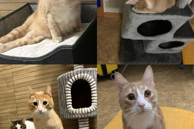 Кот Чип в Уфе ищет хозяина после травмы