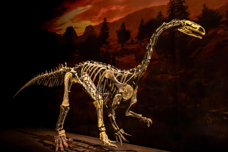 Сколько времени росли динозавры?