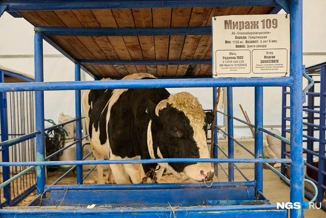 Мираж вел себя очень сдержанно для быка такого размера | Источник: Александр Ощепков / NGS.RU