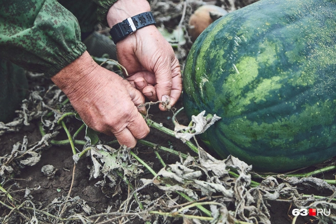 Вот они, те самые усы | Источник: Роман Данилкин / 63.RU