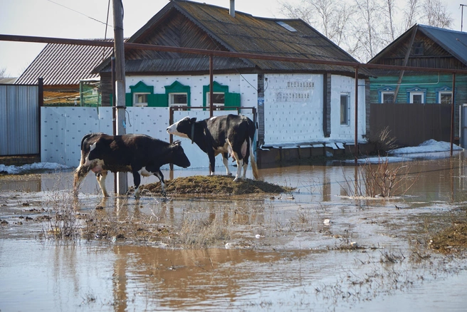 Ограничительные меры распространены на все подворье | Источник: Роман Данилкин / 63.RU