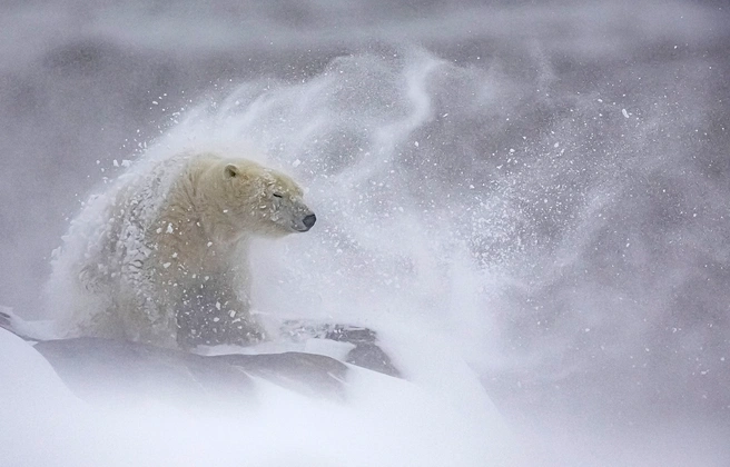 Источник: Daniel Valverde Fernández / Nature’s Best Photography Awards 2025